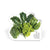Green Fruit and Veggie Color Die-Cut Decal
